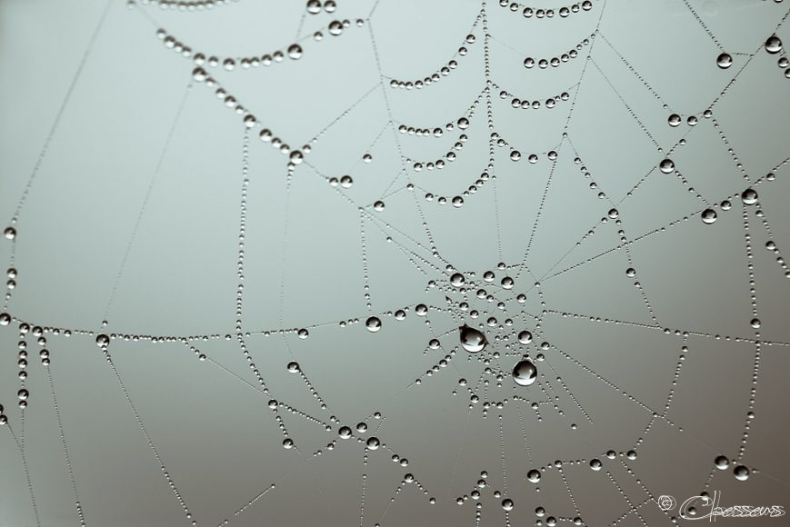 Spiderweb waterdrops