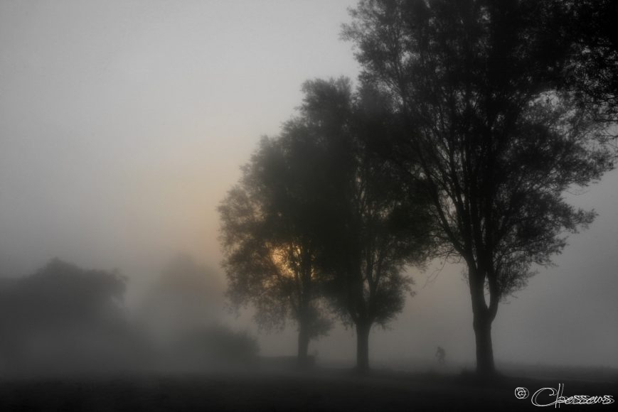 Holland Mist Trees