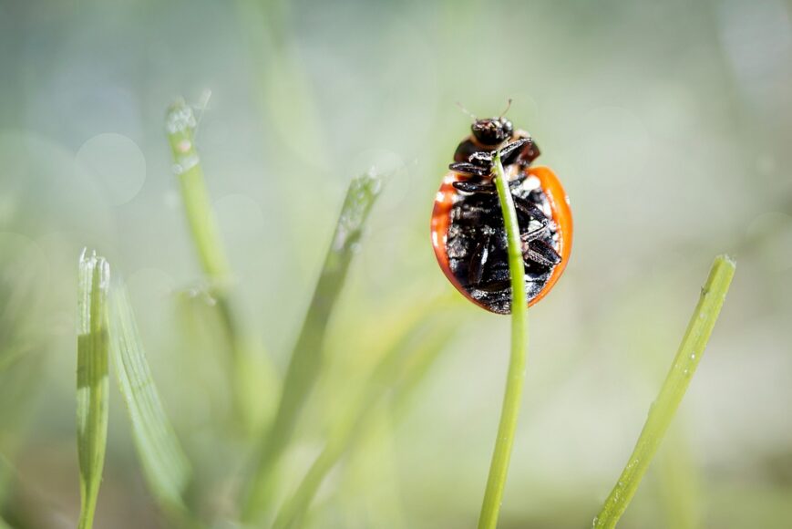 Ladybug - Lieveheersbeestje