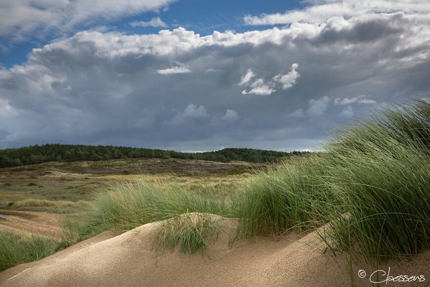 Dutch Dunes - Hollandse duinen